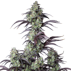 Fast Buds Mimosa Cake - Auto - 3er