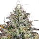 Paradise Seeds Apricot Candy | Feminisiert | 10 Samen