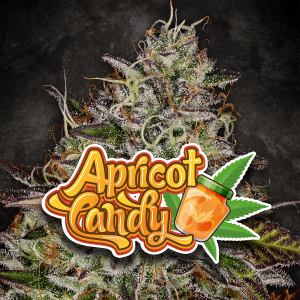 Paradise Seeds Apricot Candy | Feminisiert | 5 Samen
