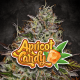 Paradise Seeds Apricot Candy | Feminisiert | 5 Samen
