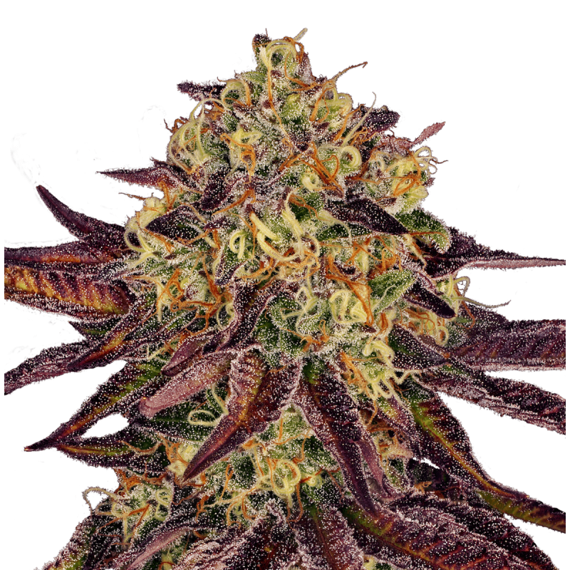 Paradise Seeds Tangerine Sorbet | Feminisiert | 10 Samen