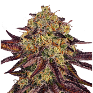 Paradise Seeds Tangerine Sorbet | Feminisiert | 10 Samen