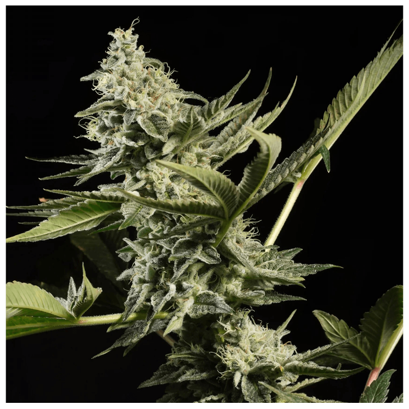 Paradise Seeds Glowstarz | Feminisiert | 10 Samen