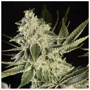 Paradise Seeds Glowstarz | Feminisiert | 5 Samen