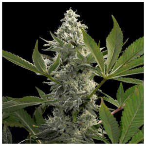 Paradise Seeds Glowstarz | Feminisiert | 5 Samen