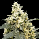Paradise Seeds Auto Lemonade | Automatik | 10 Samen
