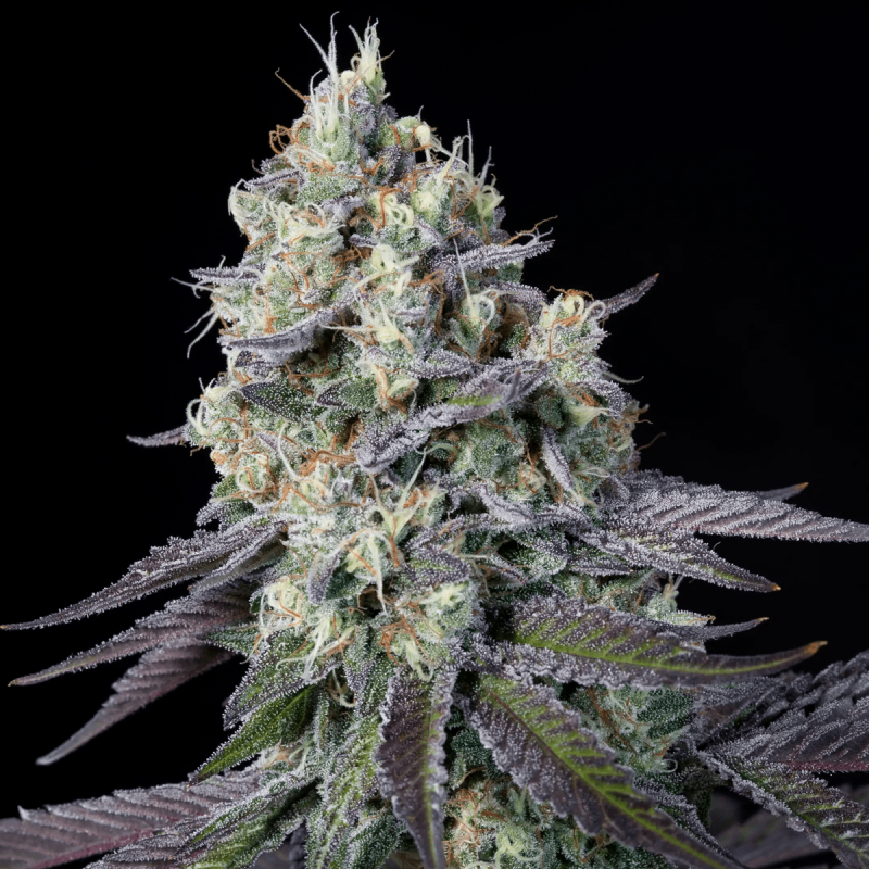 Paradise Seeds Purple Mints - Feminized - 5 seeds