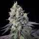 Paradise Seeds Purple Mints - Feminized - 5 seeds