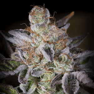 Paradise Seeds Sweetopia | Feminisiert | 10 Samen