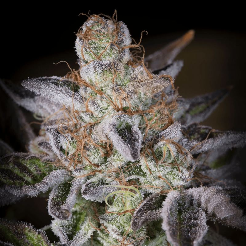 Paradise Seeds Sweetopia - Feminized - 5 seeds