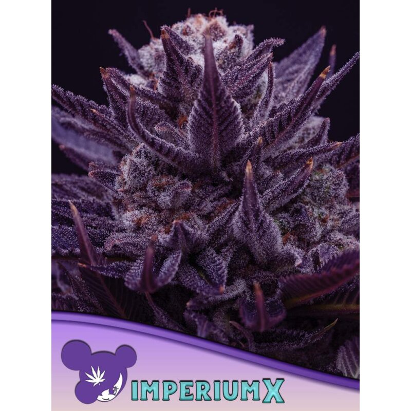Anesia Seeds Imperium-X - Fem - 5pcs