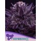 Anesia Seeds Imperium-X - Fem - 5pcs