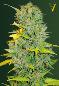Victory Seeds Biggest Bud / Auto / 10pcs