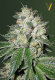Victory Seeds OG Kush / Auto / 10pcs