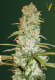 Victory Seeds Red Russian XXL / Fem / 10pcs