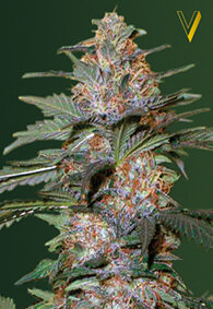 Victory Seeds Caramelino / Auto / 5pcs