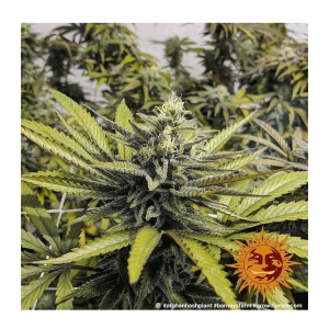 Barneys Farm Afghan Hash Plant | Regulär | 10 Samen