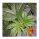 Barneys Farm Afghan Hash Plant | Regulär | 10 Samen