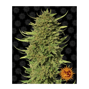 Barneys Farm Critical Kush | Regul&auml;r | 10 Samen