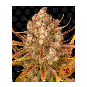 Barneys Farm Dos Si Dos | Automatik | 3 Samen