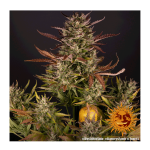 Barneys Farm Dos Si Dos | Automatik | 3 Samen