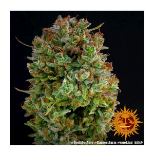 Barneys Farm Dos Si Dos | Automatik | 3 Samen