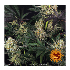 Barneys Farm Dos Si Dos 33 | Feminisiert | 10 Samen