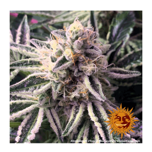 Barneys Farm Dos Si Dos 33 | Feminisiert | 10 Samen