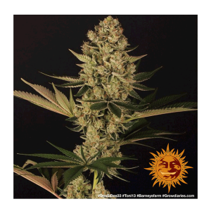 Barneys Farm Dos Si Dos 33 | Feminisiert | 5 Samen