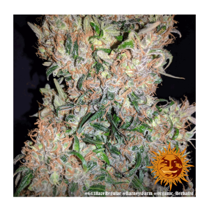 Barneys Farm G13 Haze | Regulär | 10 Samen