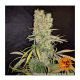 Barneys Farm G13 Haze | Regulär | 10 Samen