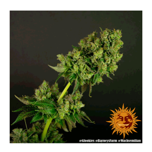 Barneys Farm Glookies | Feminisiert | 10 Samen