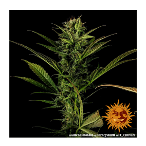 Barneys Farm Glue Gelato | Automatik | 3 Samen - Auslaufartikel