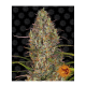 Barneys Farm Glue Gelato | Automatik | 3 Samen - Auslaufartikel