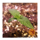 Barneys Farm Glue Gelato | Automatik | 3 Samen - Auslaufartikel