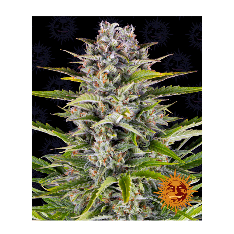 Barneys Farm Gorilla Zkittlez | Automatik | 3 Samen