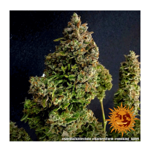 Barneys Farm Gorilla Zkittlez | Automatik | 3 Samen