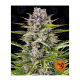Barneys Farm Gorilla Zkittlez | Automatik | 3 Samen