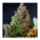 Barneys Farm Gorilla Zkittlez | Automatik | 3 Samen