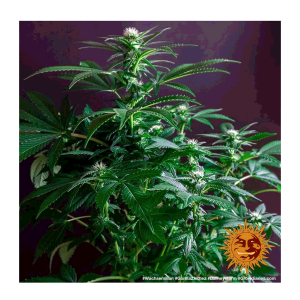 Barneys Farm Gorilla Zkittlez | Feminisiert | 10 Samen