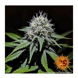 Barneys Farm Gorilla Zkittlez | Feminisiert | 10 Samen
