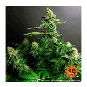 Barneys Farm Gorilla Zkittlez | Feminisiert | 10 Samen