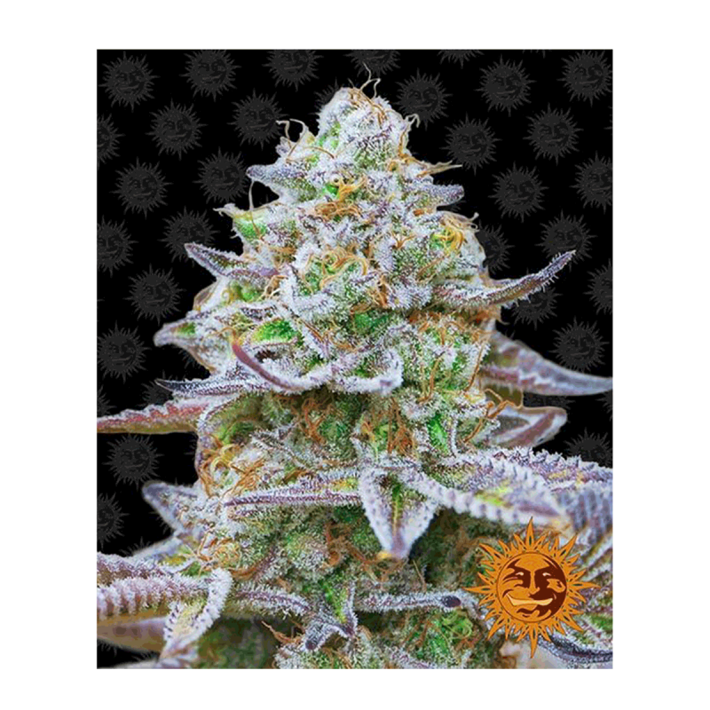 Barneys Farm Gorilla Zkittlez - Feminized - 5 seeds