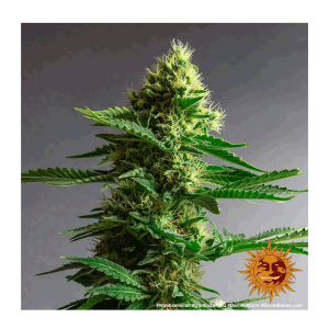 Barneys Farm Gorilla Zkittlez - Feminized - 5 seeds