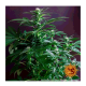 Barneys Farm Gorilla Zkittlez - Feminized - 5 seeds