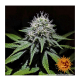 Barneys Farm Gorilla Zkittlez - Feminized - 5 seeds