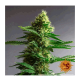 Barneys Farm Gorilla Zkittlez - Feminized - 5 seeds