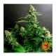 Barneys Farm Gorilla Zkittlez - Feminized - 5 seeds