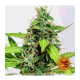 Barneys Farm LSD | Automatik | 3 Samen