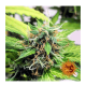 Barneys Farm LSD | Automatik | 3 Samen
